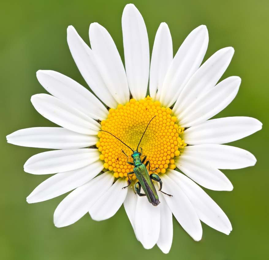 Thick-Legged Flower Beetle 2